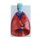 Maqueta, Modelo de Laringe, corazon y pulmon