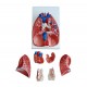 Maqueta, Modelo de Laringe, corazon y pulmon